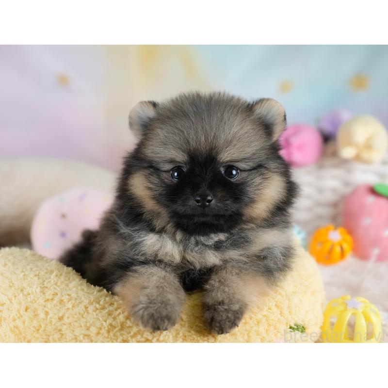 販売中の埼玉県のポメラニアン-428862の6枚目