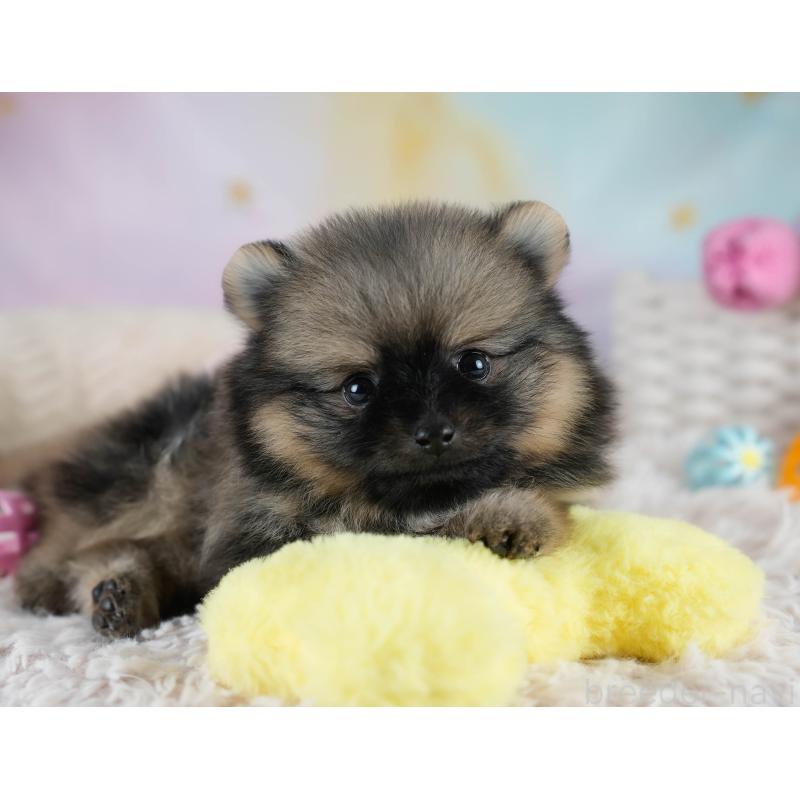 販売中の埼玉県のポメラニアン-428862の4枚目