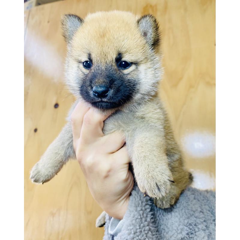 販売中の静岡県の豆柴-428475の5枚目