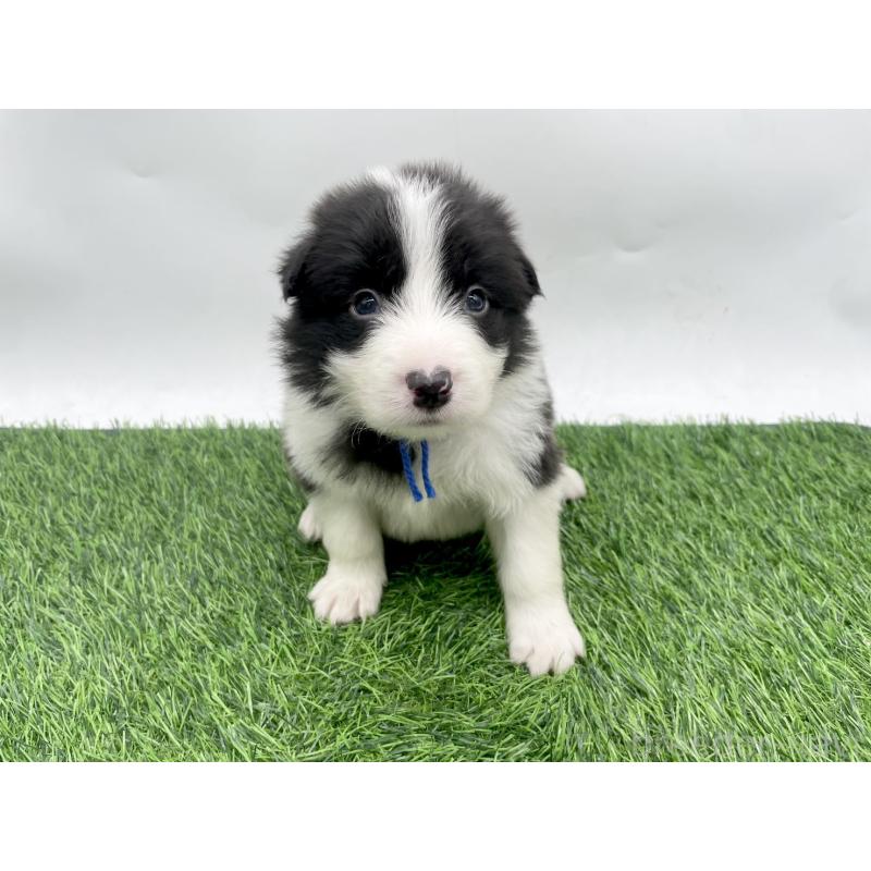 販売中の愛知県のボーダーコリー-428474