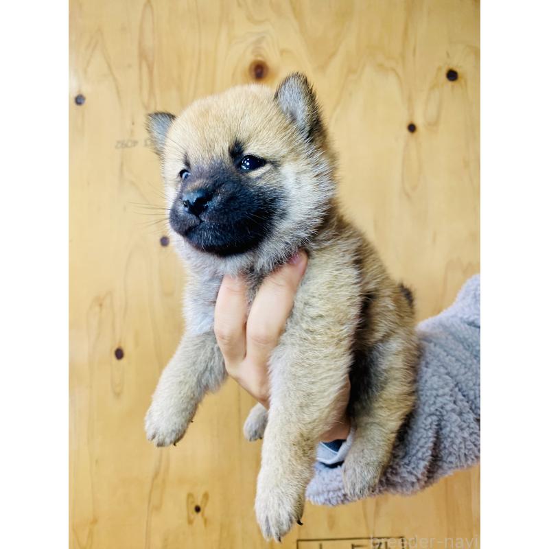 販売中の静岡県の豆柴-428475の3枚目