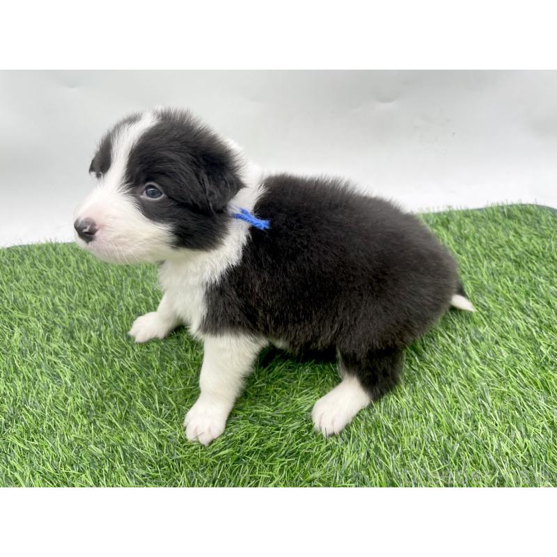 販売中の愛知県のボーダーコリー-428474の3枚目