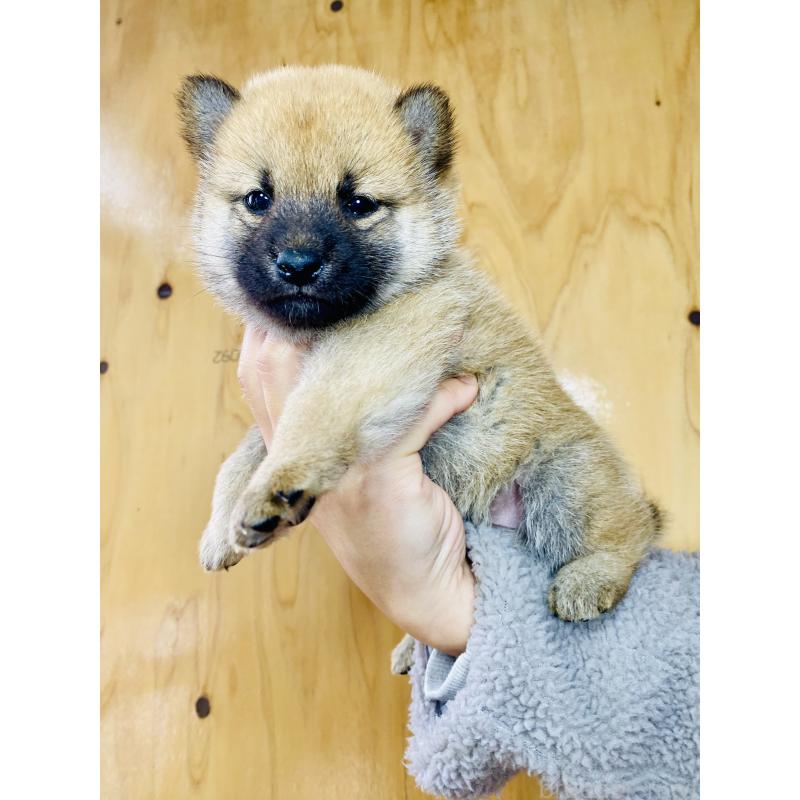 販売中の静岡県の豆柴-428475の2枚目