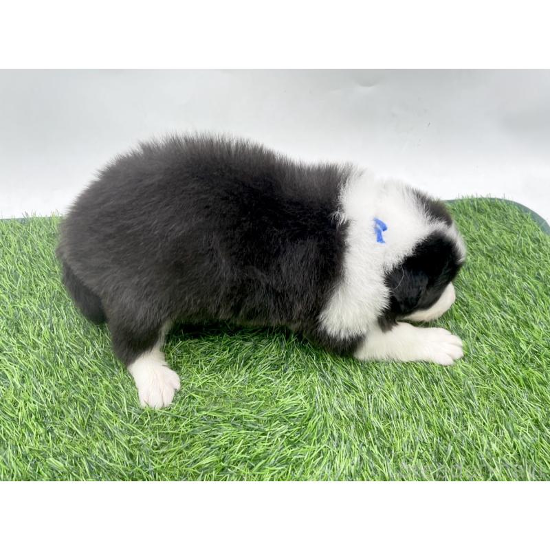 販売中の愛知県のボーダーコリー-428474の2枚目