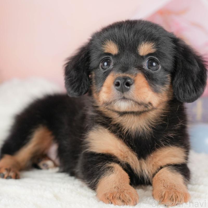 販売中の埼玉県のチワックス:チワワ×ミニチュアダックスフンド-428861