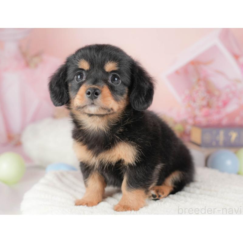 販売中の埼玉県のチワックス:チワワ×ミニチュアダックスフンド-428861の11枚目