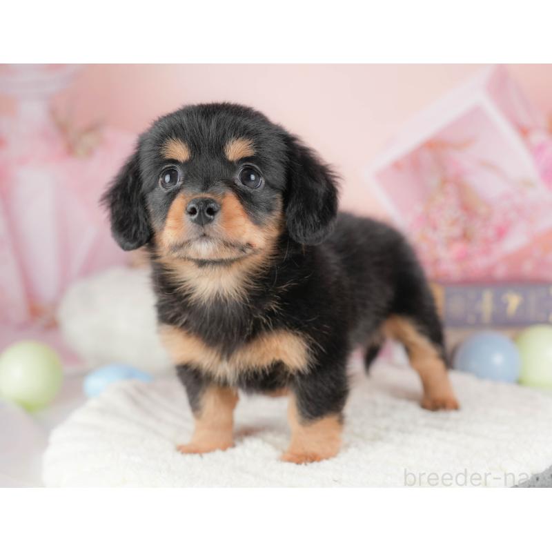 販売中の埼玉県のチワックス:チワワ×ミニチュアダックスフンド-428861の10枚目