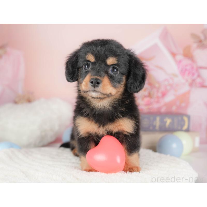 販売中の埼玉県のチワックス:チワワ×ミニチュアダックスフンド-428861の9枚目