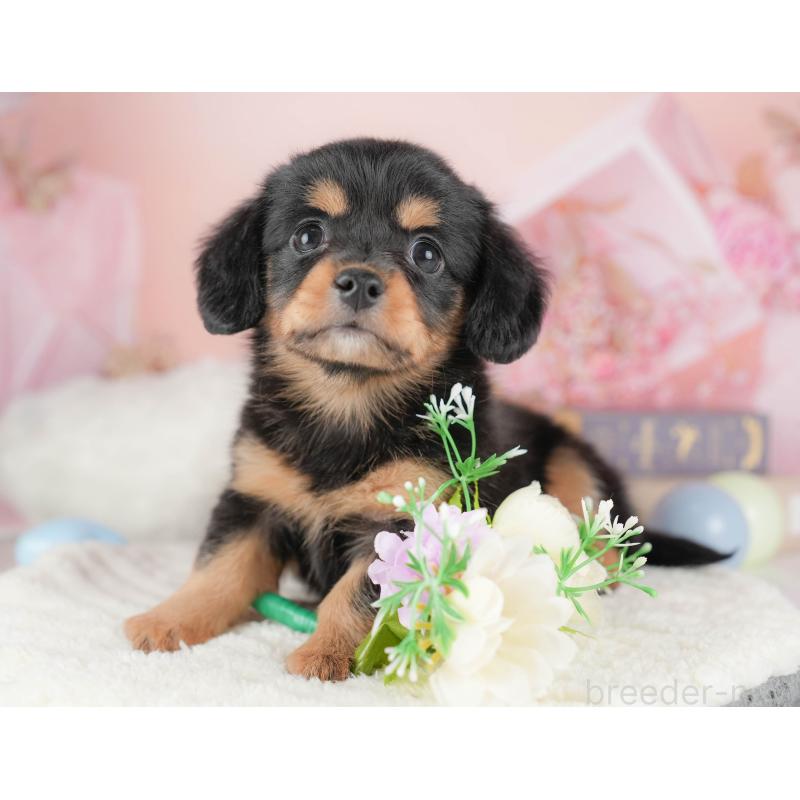 販売中の埼玉県のチワックス:チワワ×ミニチュアダックスフンド-428861の6枚目