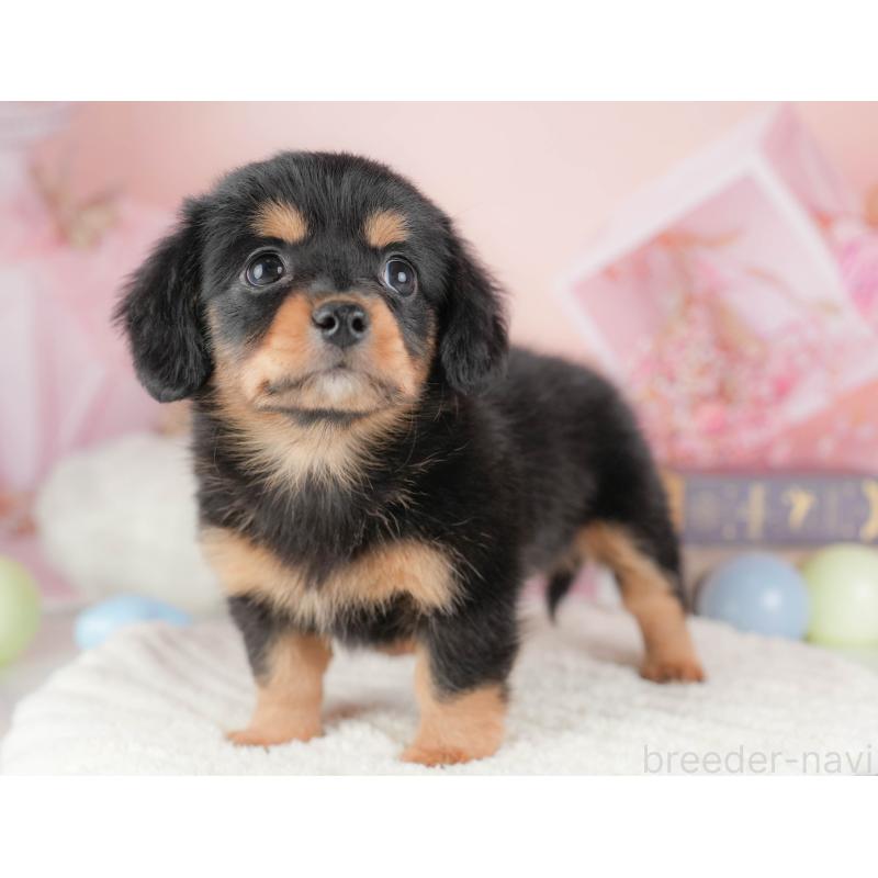 販売中の埼玉県のチワックス:チワワ×ミニチュアダックスフンド-428861の5枚目