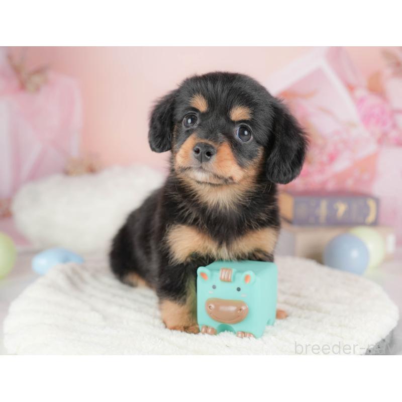 販売中の埼玉県のチワックス:チワワ×ミニチュアダックスフンド-428861の4枚目