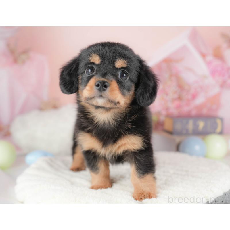 販売中の埼玉県のチワックス:チワワ×ミニチュアダックスフンド-428861の3枚目