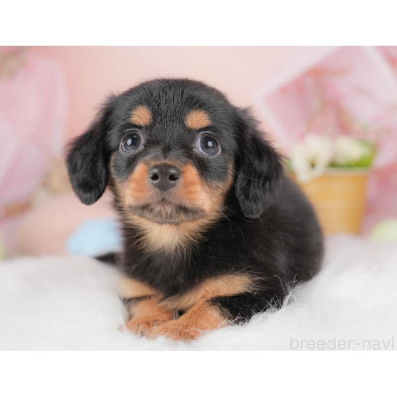 販売中の埼玉県のチワックス:チワワ×ミニチュアダックスフンド-428859の11枚目