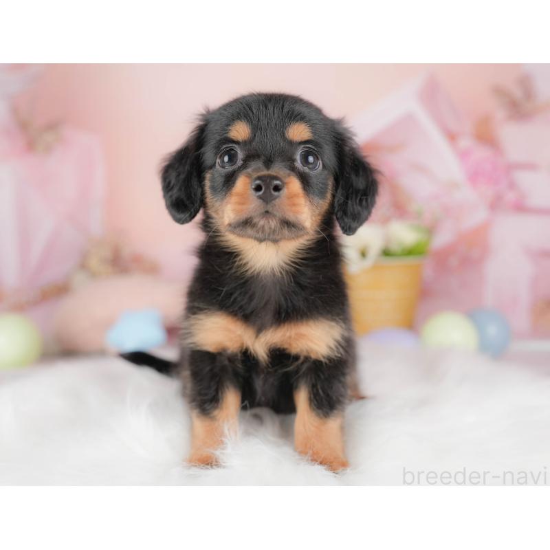 販売中の埼玉県のチワックス:チワワ×ミニチュアダックスフンド-428859の10枚目