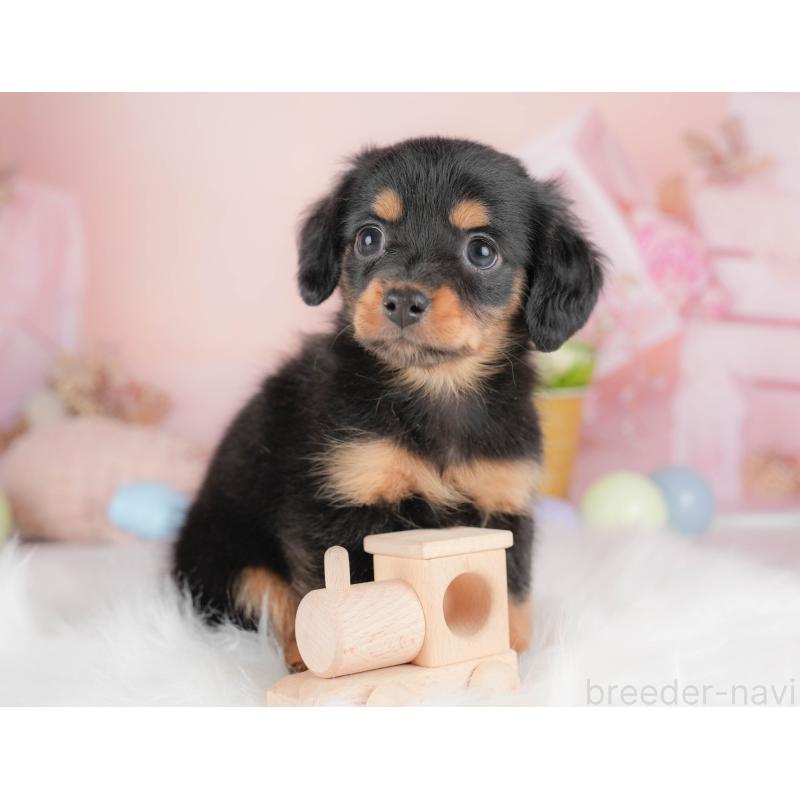 販売中の埼玉県のチワックス:チワワ×ミニチュアダックスフンド-428859の9枚目