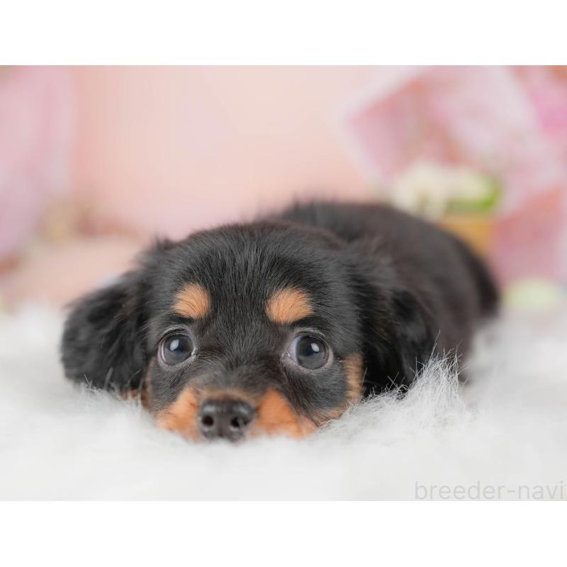 販売中の埼玉県のチワックス:チワワ×ミニチュアダックスフンド-428859の8枚目