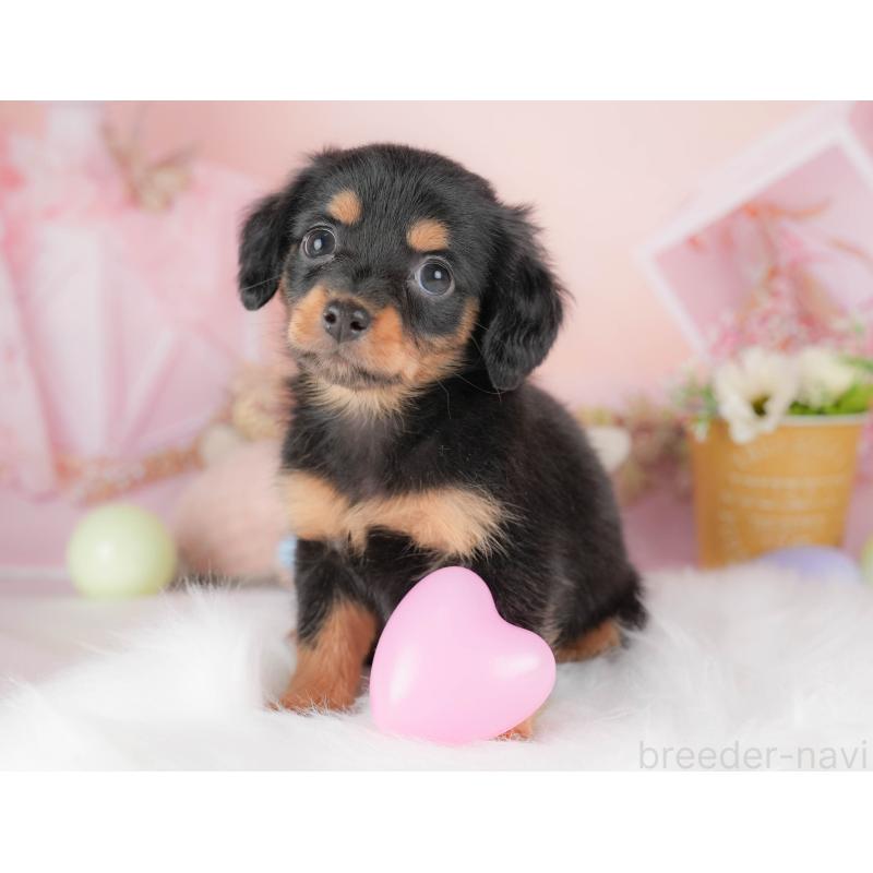 販売中の埼玉県のチワックス:チワワ×ミニチュアダックスフンド-428859の7枚目