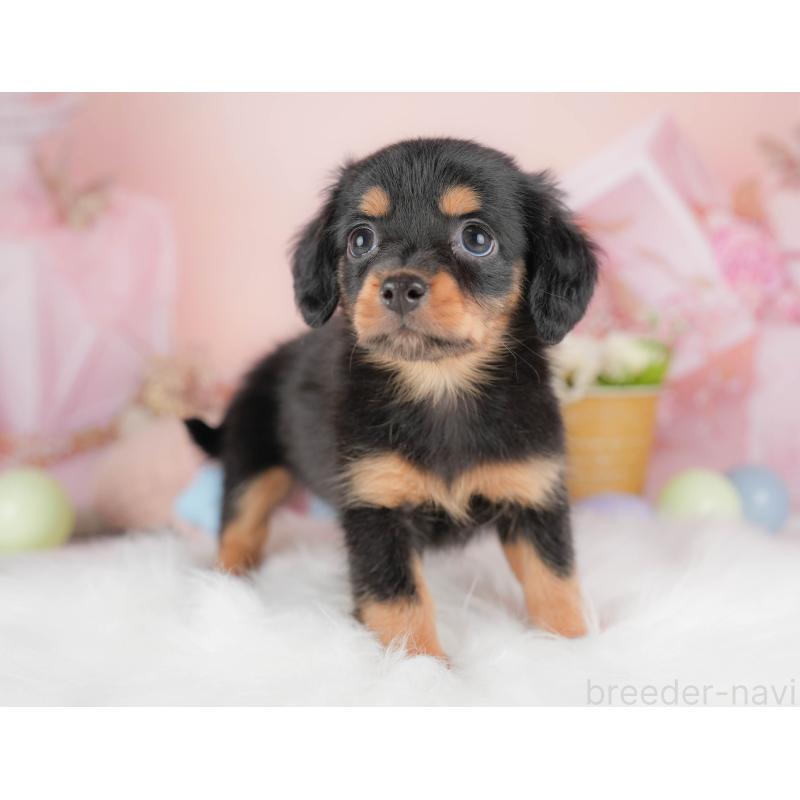 販売中の埼玉県のチワックス:チワワ×ミニチュアダックスフンド-428859の6枚目