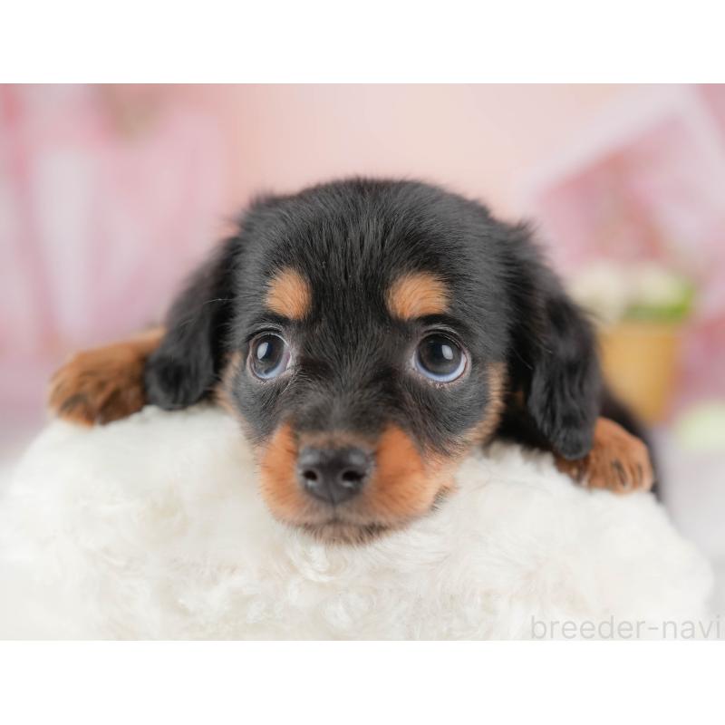 販売中の埼玉県のチワックス:チワワ×ミニチュアダックスフンド-428859の5枚目