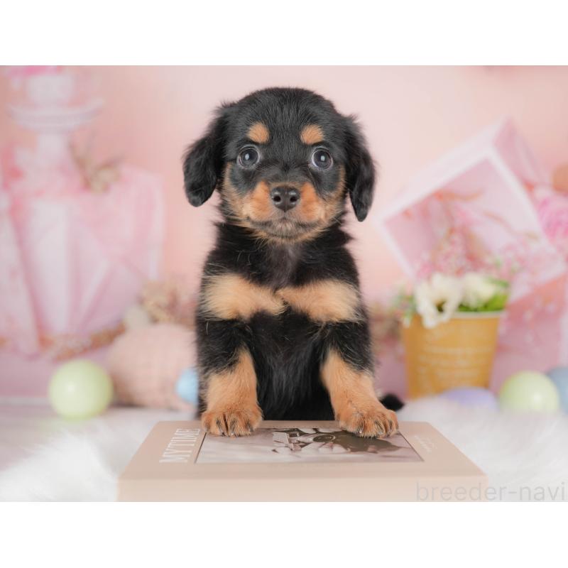 販売中の埼玉県のチワックス:チワワ×ミニチュアダックスフンド-428859の3枚目