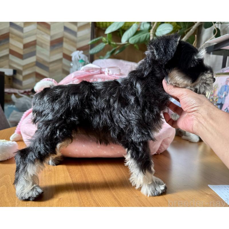 販売中の大阪府のミニチュアシュナウザー-428478の9枚目