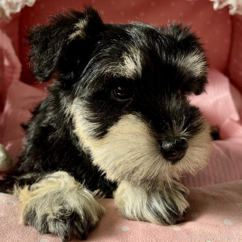 販売中の大阪府のミニチュアシュナウザー-428478の8枚目