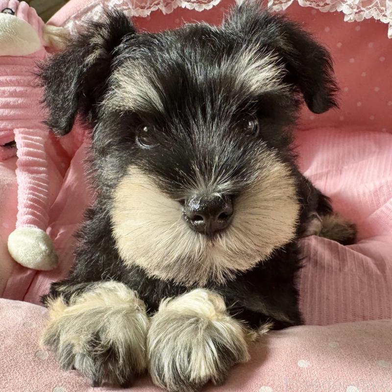 販売中の大阪府のミニチュアシュナウザー-428478の7枚目