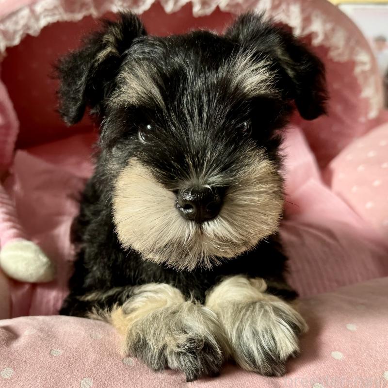 販売中の大阪府のミニチュアシュナウザー-428478の6枚目