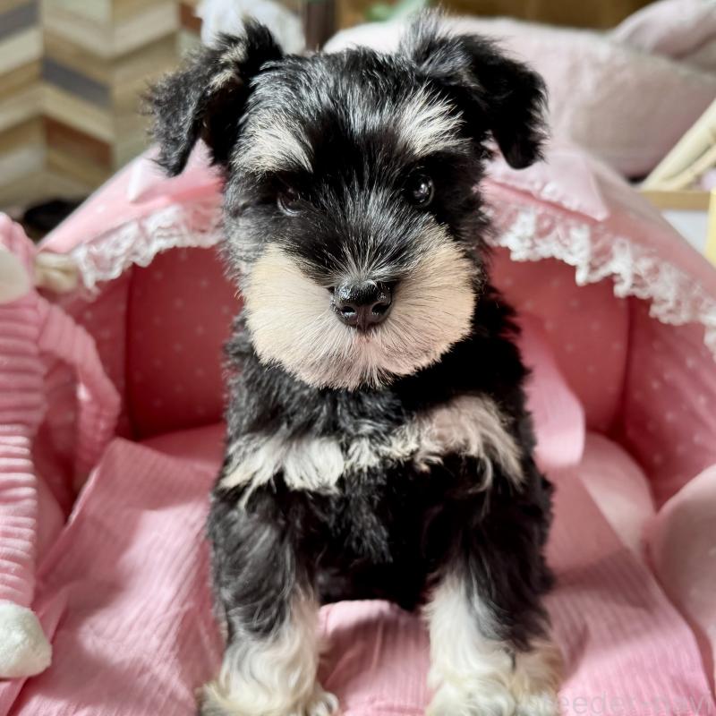 販売中の大阪府のミニチュアシュナウザー-428478の5枚目