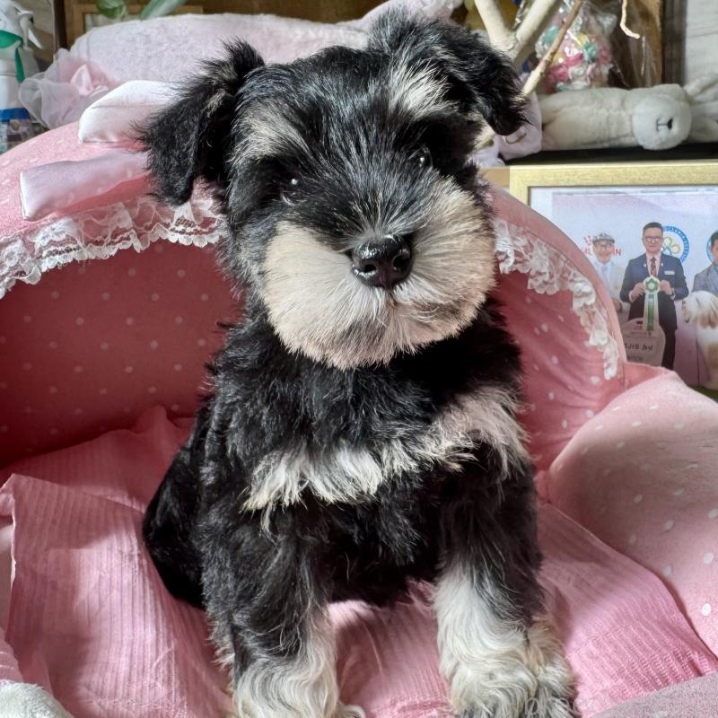 販売中の大阪府のミニチュアシュナウザー-428478の4枚目