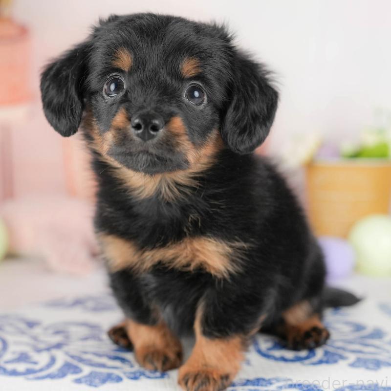 販売中の埼玉県のチワックス:チワワ×ミニチュアダックスフンド-428857の1枚目