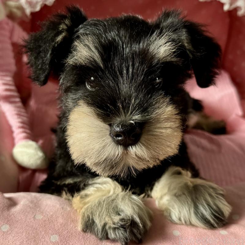 販売中の大阪府のミニチュアシュナウザー-428478の3枚目