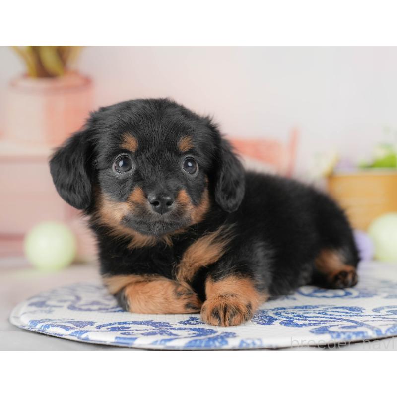 販売中の埼玉県のチワックス:チワワ×ミニチュアダックスフンド-428857の9枚目