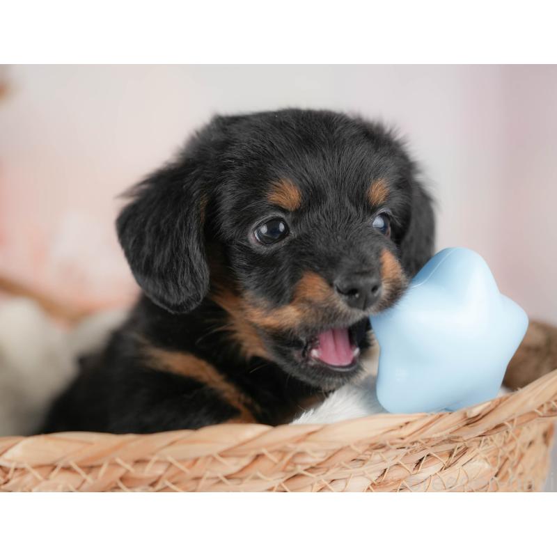 販売中の埼玉県のチワックス:チワワ×ミニチュアダックスフンド-428857の8枚目