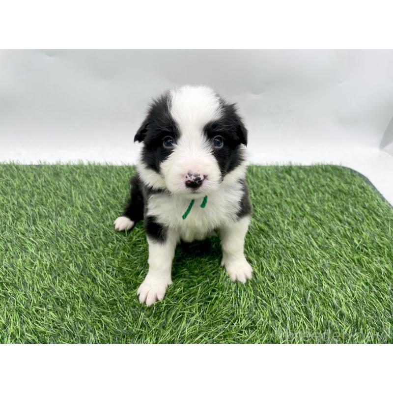 販売中の愛知県のボーダーコリー-428479