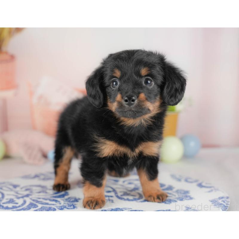 販売中の埼玉県のチワックス:チワワ×ミニチュアダックスフンド-428857の7枚目