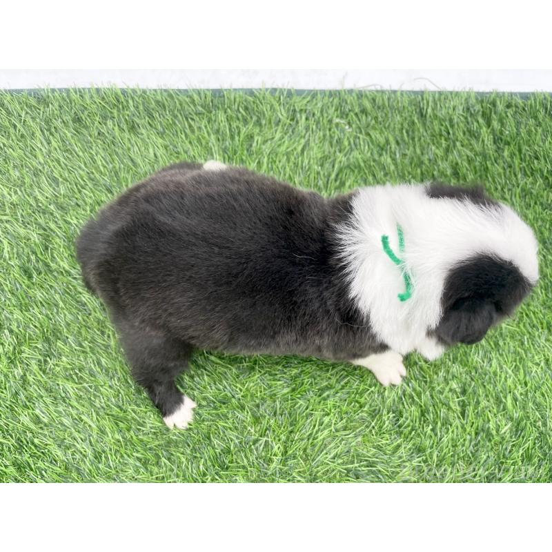 販売中の愛知県のボーダーコリー-428479の4枚目