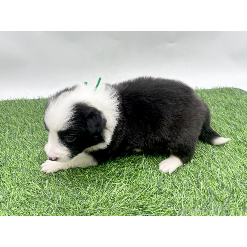 販売中の愛知県のボーダーコリー-428479の3枚目