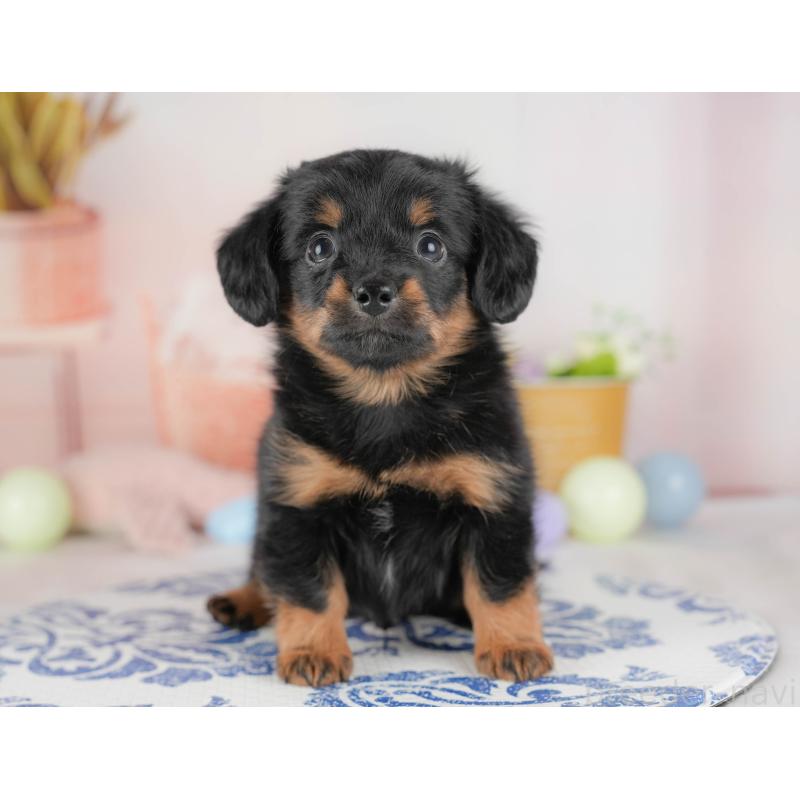 販売中の埼玉県のチワックス:チワワ×ミニチュアダックスフンド-428857の6枚目