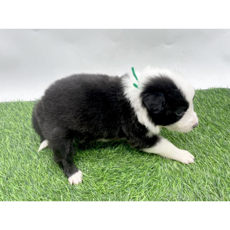 販売中の愛知県のボーダーコリー-428479の2枚目