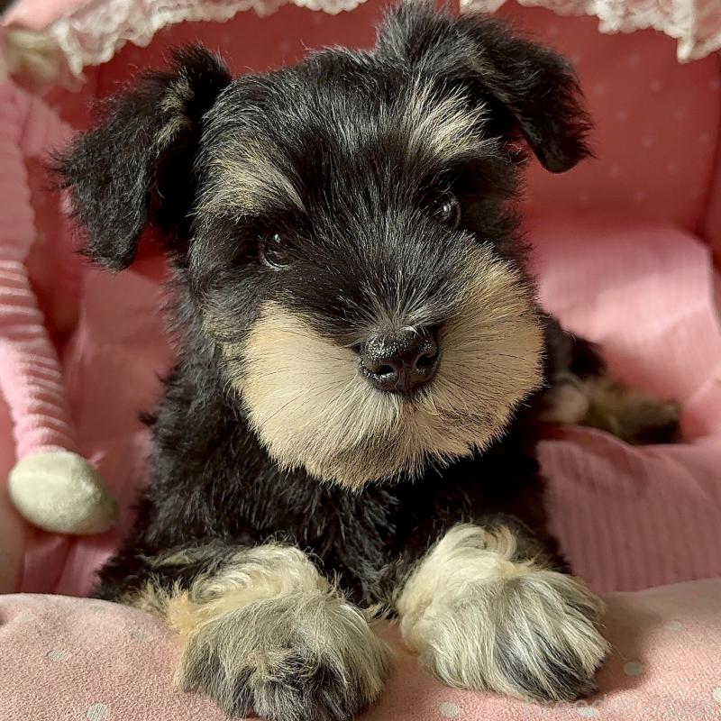 販売中の大阪府のミニチュアシュナウザー-428478の2枚目