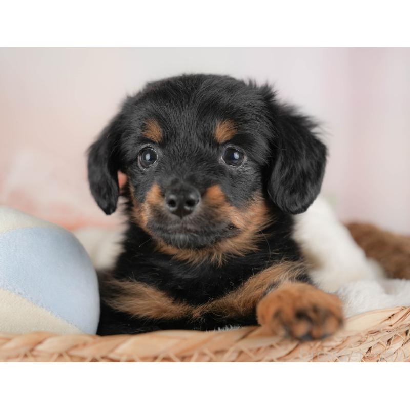 販売中の埼玉県のチワックス:チワワ×ミニチュアダックスフンド-428857の5枚目