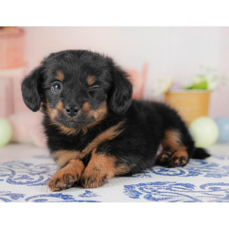 販売中の埼玉県のチワックス:チワワ×ミニチュアダックスフンド-428857の4枚目