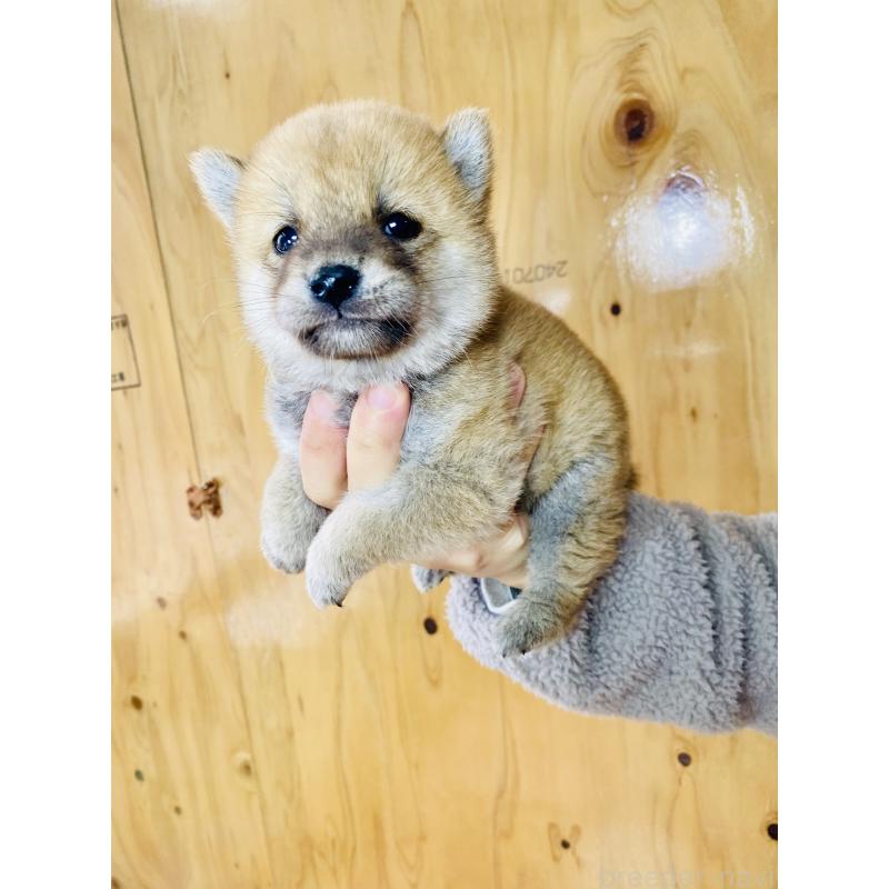 販売中の静岡県の豆柴-428480の5枚目