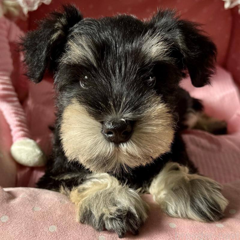 販売中の大阪府のミニチュアシュナウザー-428478の1枚目