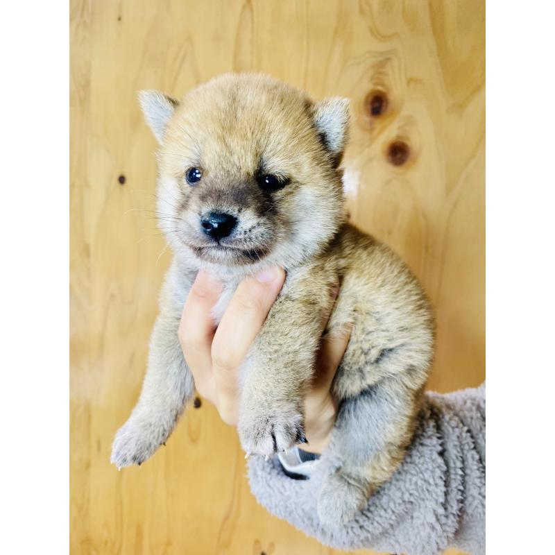 販売中の静岡県の豆柴-428480の4枚目