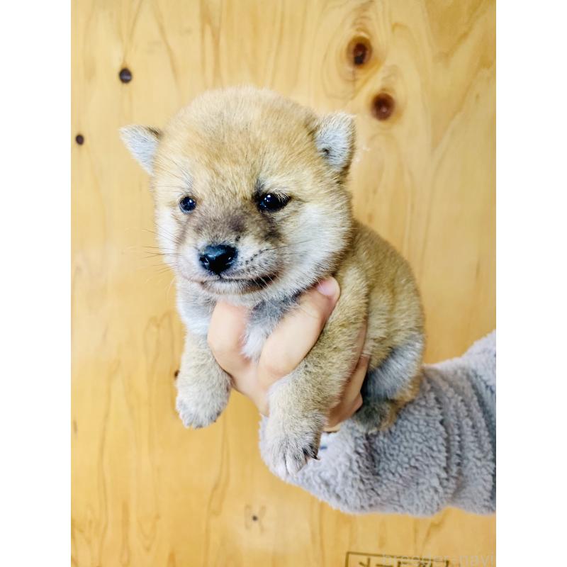 販売中の静岡県の豆柴-428480の3枚目