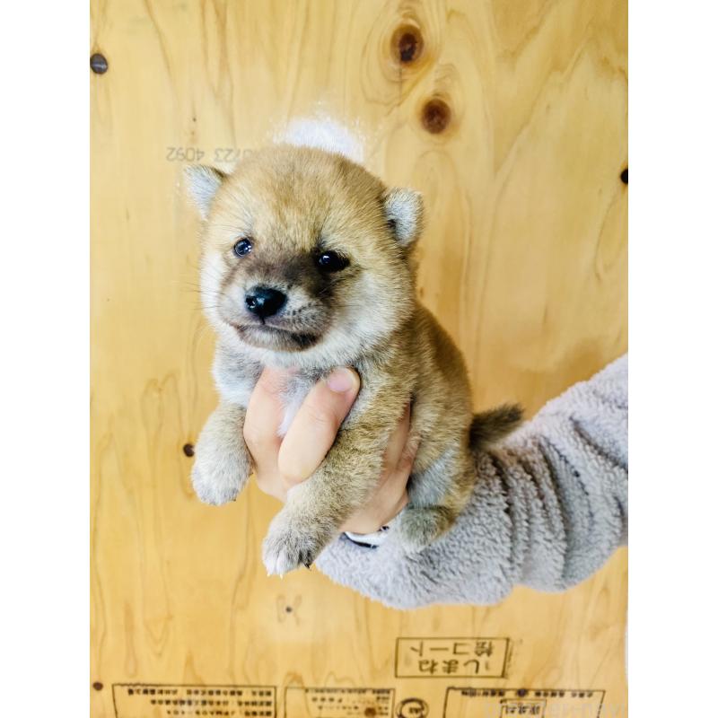 販売中の静岡県の豆柴-428480の2枚目