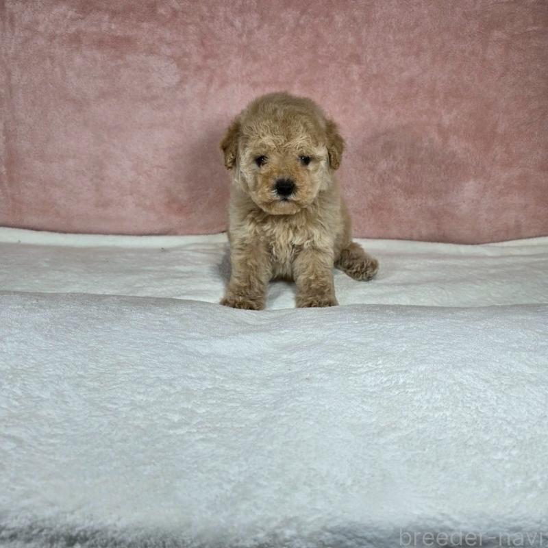 販売中の大阪府のトイプードル-428481の4枚目