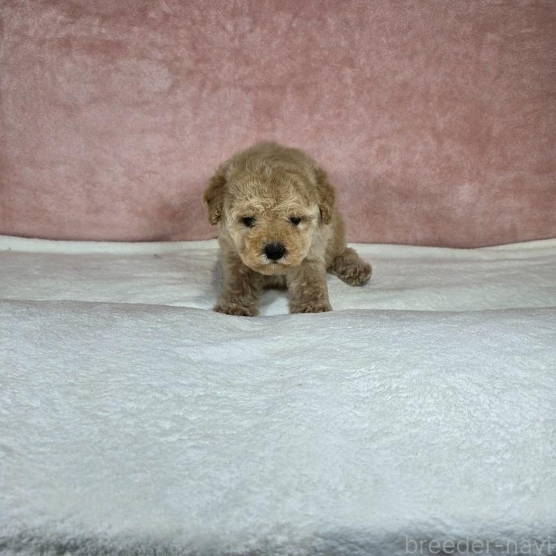 販売中の大阪府のトイプードル-428481の3枚目